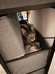 Found/Stray Female Cat last seen Found in The Retreat at Denton, Denton, TX 76207