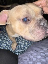 Found/Stray Male Dog last seen Hermitage and Glenlake, Chicago, IL 60660