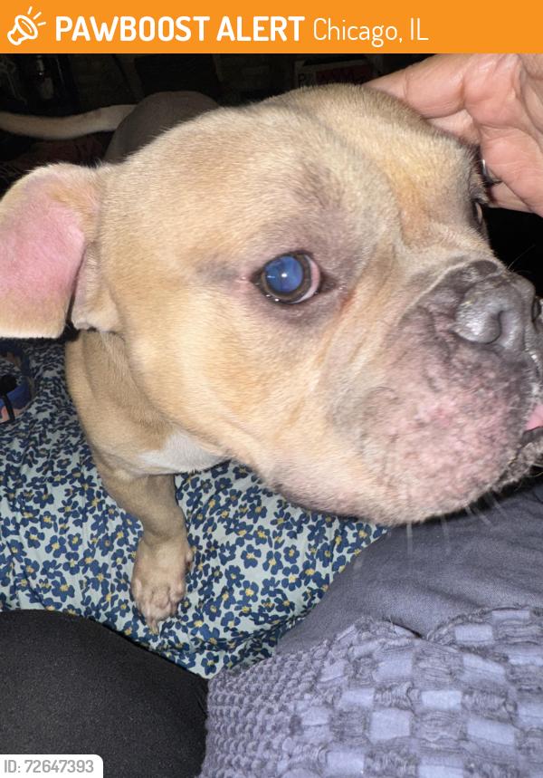 Found/Stray Male Dog last seen Hermitage and Glenlake, Chicago, IL 60660