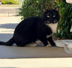 Found/Stray Unknown Cat last seen 48th Street and Knox Road , Phoenix, AZ 85044