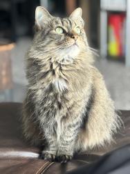 Lost Female Cat last seen Nottingham apmts , Murfreesboro, TN 37130