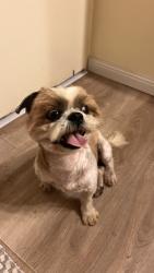 Found/Stray Male Dog last seen Near w lakeside , Olmito, TX 78575