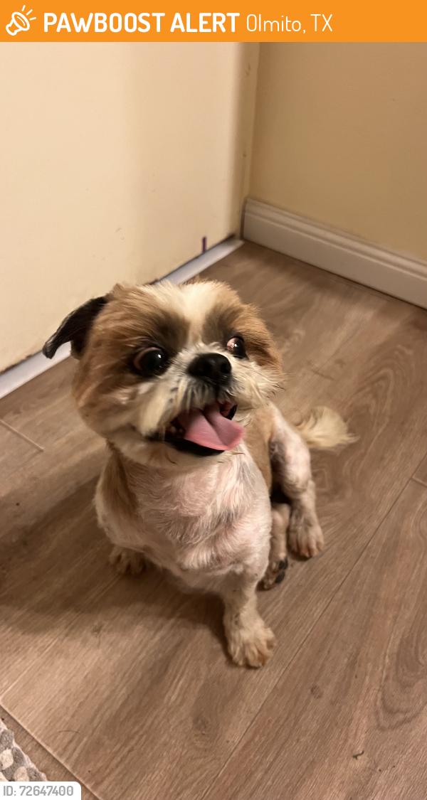 Found/Stray Male Dog last seen Near w lakeside , Olmito, TX 78575