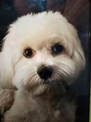 Lost Male Dog last seen Flower St and Washington st, Santa Ana, CA 92706