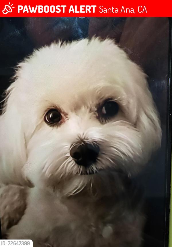 Lost Male Dog last seen Flower St and Washington st, Santa Ana, CA 92706