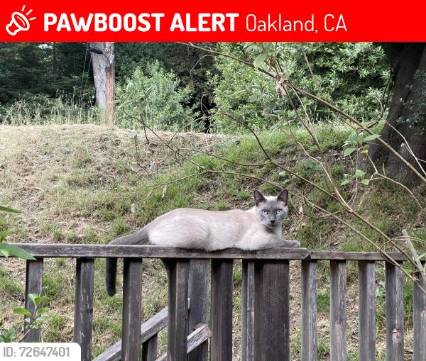 Lost Male Cat last seen Ascot and skyline blvd , Oakland, CA 94611
