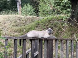 Lost Male Cat last seen Ascot and skyline blvd , Oakland, CA 94611