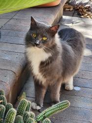 Found/Stray Unknown Cat last seen Winchester & Moorpark, San Jose, CA 95128