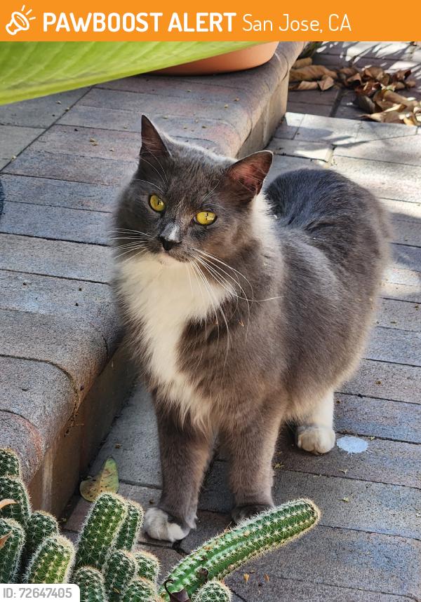 Found/Stray Unknown Cat last seen Winchester & Moorpark, San Jose, CA 95128
