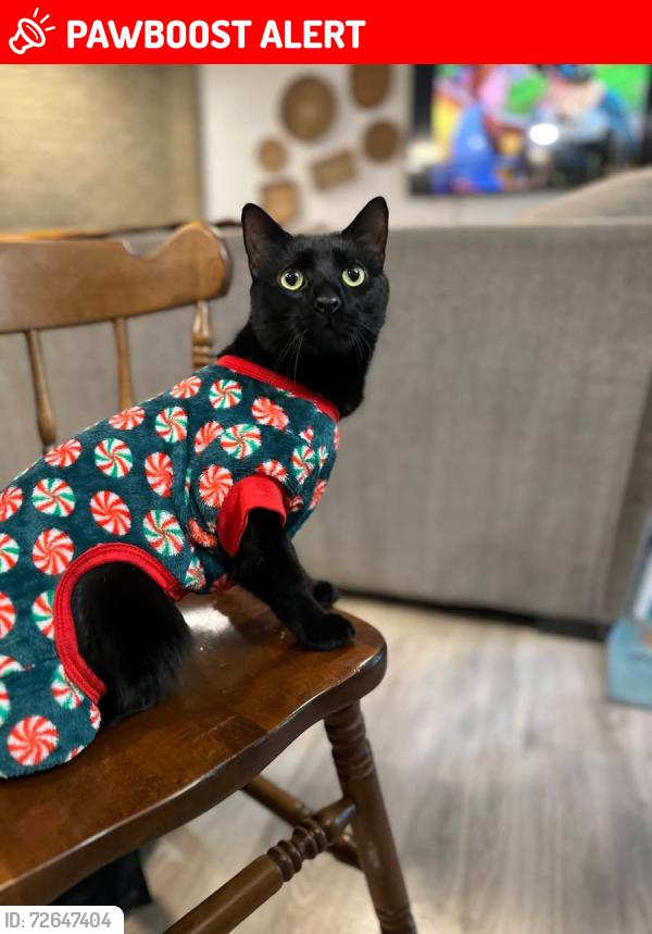 Lost Male Cat last seen Wakefield , North Richland Hills, TX 76182