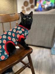 Lost Male Cat last seen Wakefield , North Richland Hills, TX 76182
