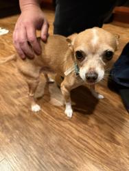 Found/Stray Male Dog last seen Mini dr, Vallejo, CA 94589
