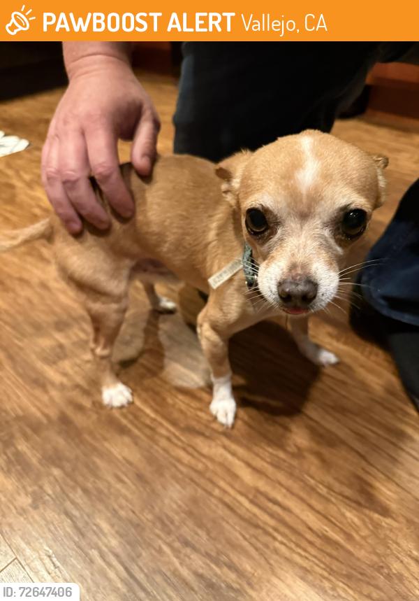 Found/Stray Male Dog last seen Mini dr, Vallejo, CA 94589
