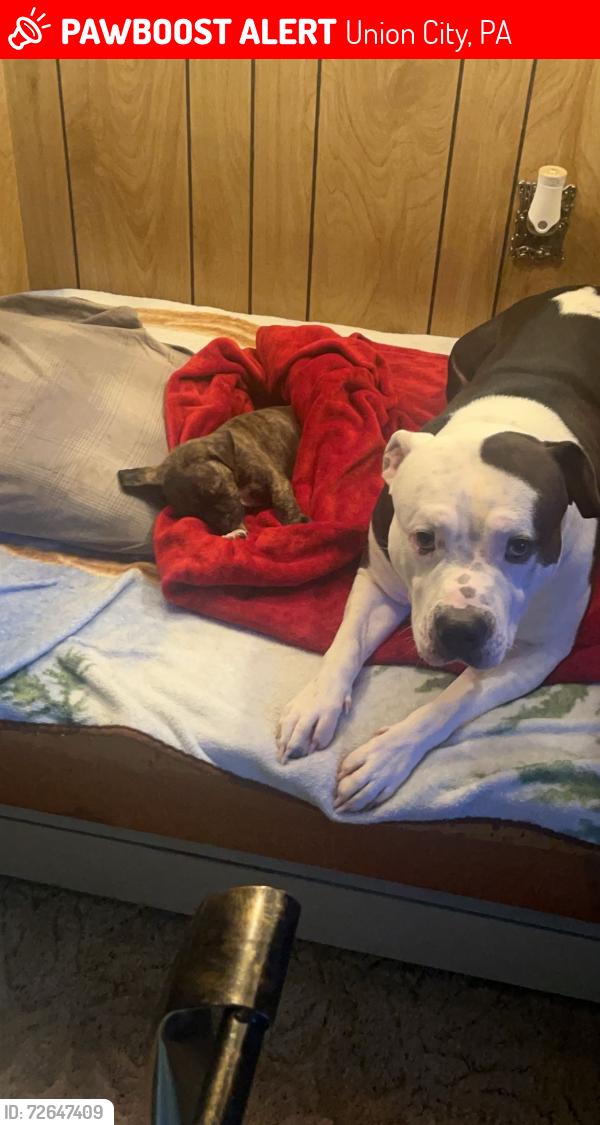 Lost Male Dog last seen State game Lands Rd, Union City, PA 16438