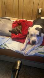 Lost Male Dog last seen State game Lands Rd, Union City, PA 16438