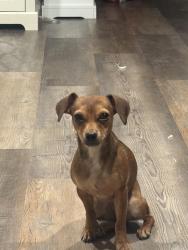 Lost Female Dog last seen Clayton , Johnston County, NC 27520