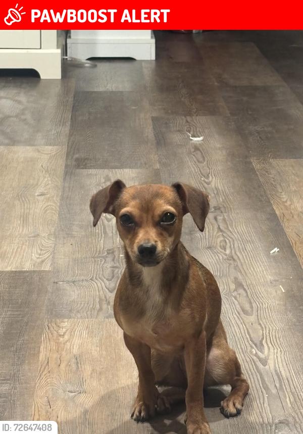Lost Female Dog last seen Clayton , Johnston County, NC 27520