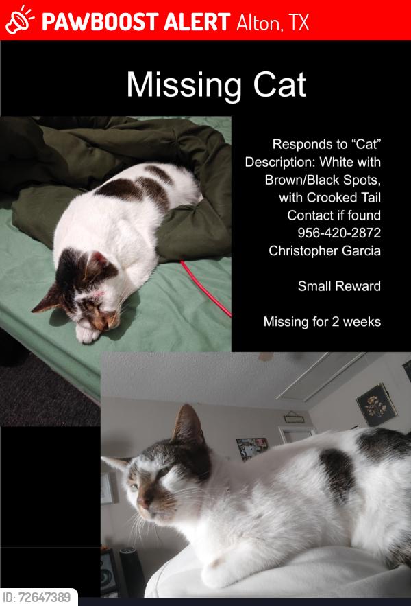 Lost Male Cat last seen Near 4 mile and Bryan Rd, Alton, TX 78573