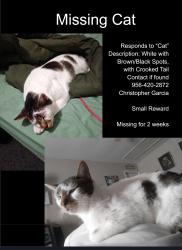 Lost Male Cat last seen Near 4 mile and Bryan Rd, Alton, TX 78573