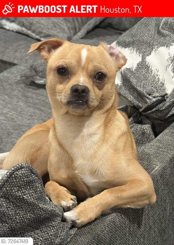 Lost Male Dog last seen Trail valley way, Houston, TX 77086