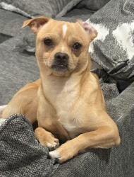 Lost Male Dog last seen Trail valley way, Houston, TX 77086