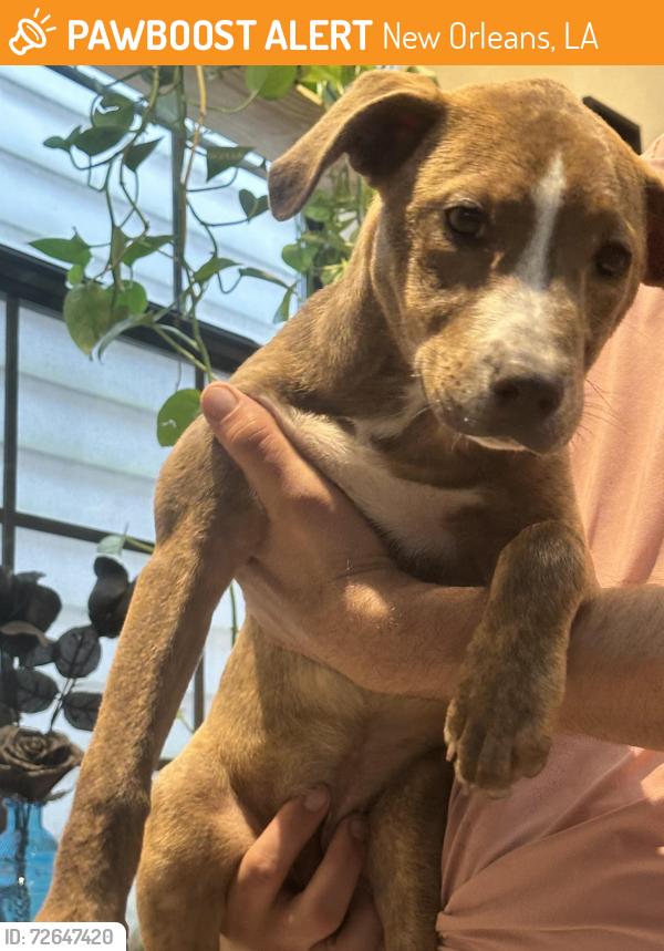 Found/Stray Female Dog last seen Uptown New Orleans Washington and st Charles , New Orleans, LA 70113