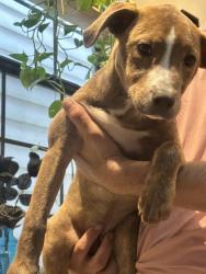 Found/Stray Female Dog last seen Uptown New Orleans Washington and st Charles , New Orleans, LA 70113