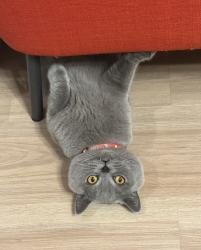 Lost Male Cat last seen Country Brook Rd – Boca Country Club, Boca Raton FL, Boca Raton, FL 33428