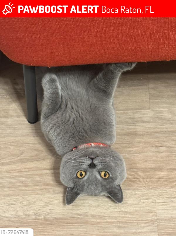 Lost Male Cat last seen Country Brook Rd – Boca Country Club, Boca Raton FL, Boca Raton, FL 33428