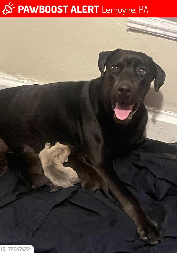 Lost Female Dog last seen Highland park, Lemoyne, PA 17043