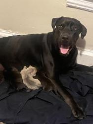 Lost Female Dog last seen Highland park, Lemoyne, PA 17043