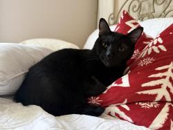 Lost Male Cat last seen Lowe Davis, Covington, LA 70435