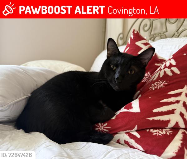 Lost Male Cat last seen Lowe Davis, Covington, LA 70435