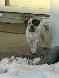 Lost Male Dog last seen Vincennes and Culbertson , New Albany, IN 47150