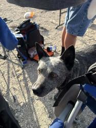 Found/Stray Female Dog last seen Mission & ajo, Tucson, AZ 85713