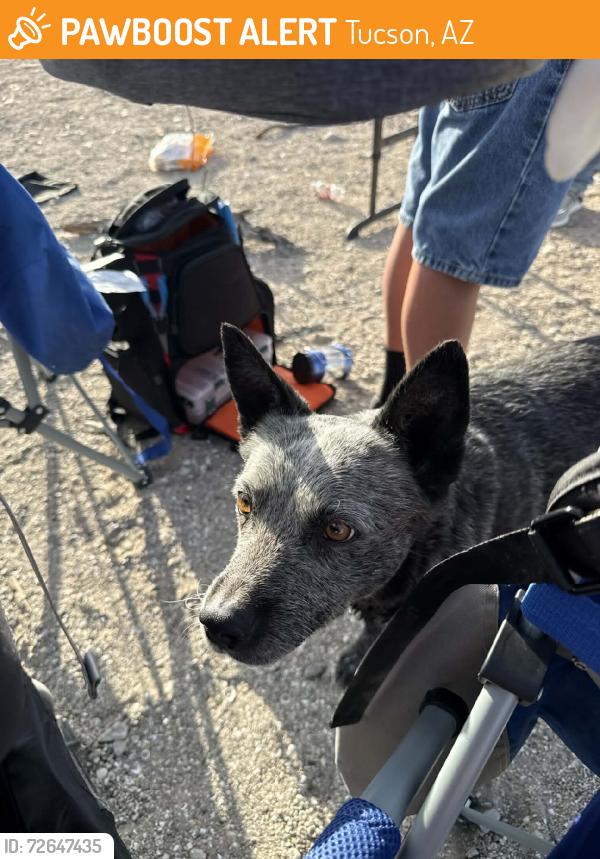 Found/Stray Female Dog last seen Mission & ajo, Tucson, AZ 85713