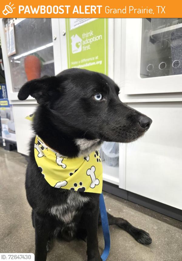 Found/Stray Male Dog last seen E Marshall Dr, Grand Prairie, TX 75051