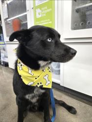 Found/Stray Male Dog last seen E Marshall Dr, Grand Prairie, TX 75051