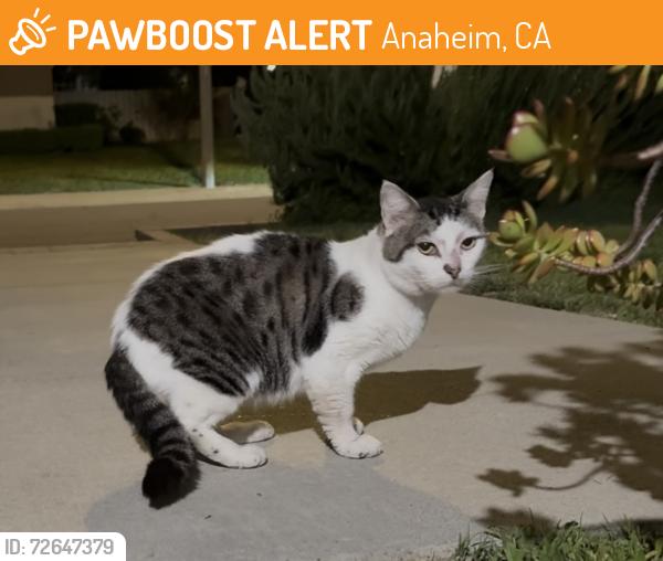 Found/Stray Male Cat last seen North St & Redondo Dr, Anaheim, CA 92801