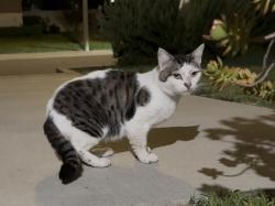 Found/Stray Male Cat last seen North St & Redondo Dr, Anaheim, CA 92801