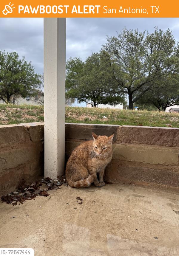 Found/Stray Male Cat last seen Mystic Park St. Near HEB by Guilbeau Rd., San Antonio, TX 78254