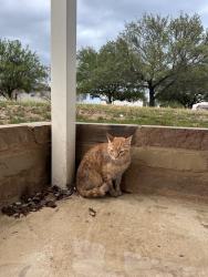 Found/Stray Male Cat last seen Mystic Park St. Near HEB by Guilbeau Rd., San Antonio, TX 78254