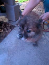 Found/Stray Male Dog last seen Kenwood St., Spring Valley, CA 91977