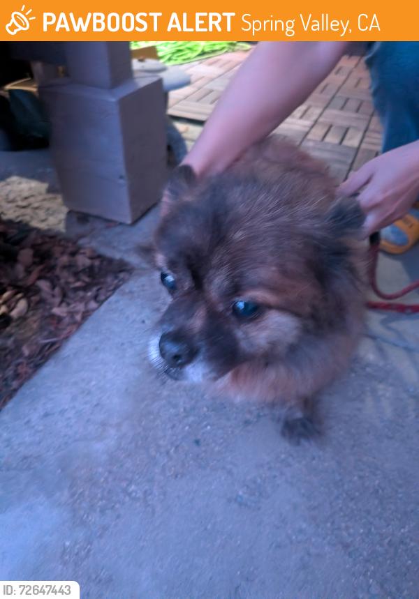 Found/Stray Male Dog last seen Kenwood St., Spring Valley, CA 91977