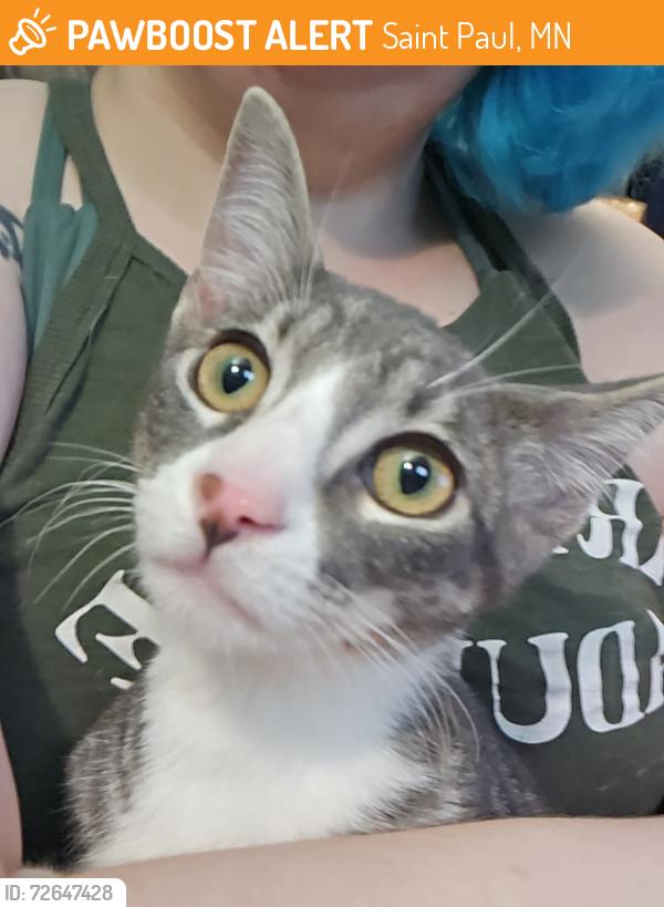 Found/Stray Male Cat last seen Cottage Ave and Farrington St, Saint Paul, MN 55117