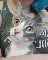 Found/Stray Male Cat last seen Cottage Ave and Farrington St, Saint Paul, MN 55117
