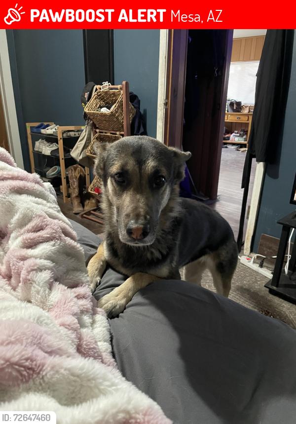 Lost Female Dog last seen higley, Mesa, AZ 85208