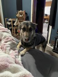 Lost Female Dog last seen higley, Mesa, AZ 85208