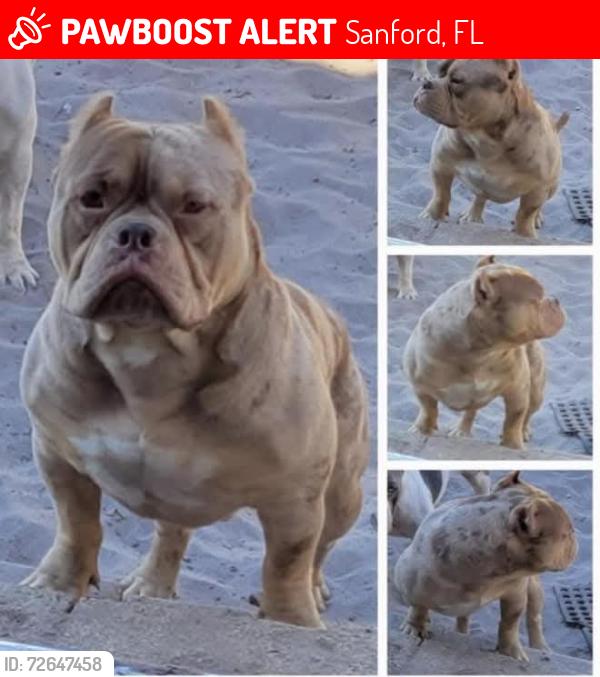 Lost Male Dog last seen H.E. Thomas street, Sanford, FL 32771