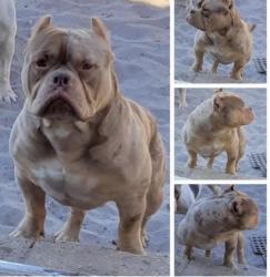 Lost Male Dog last seen H.E. Thomas street, Sanford, FL 32771